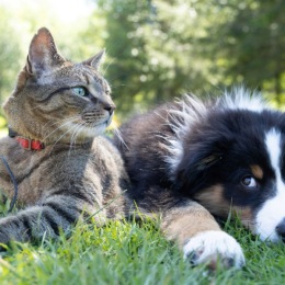a cat and a dog on some grass